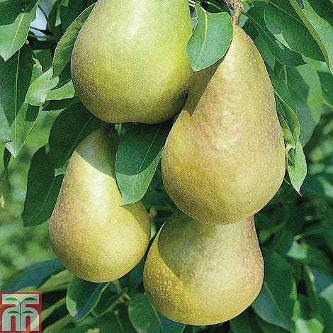 Pear 'Mini Conference'