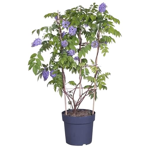 Wisteria o Glicinia Natural 