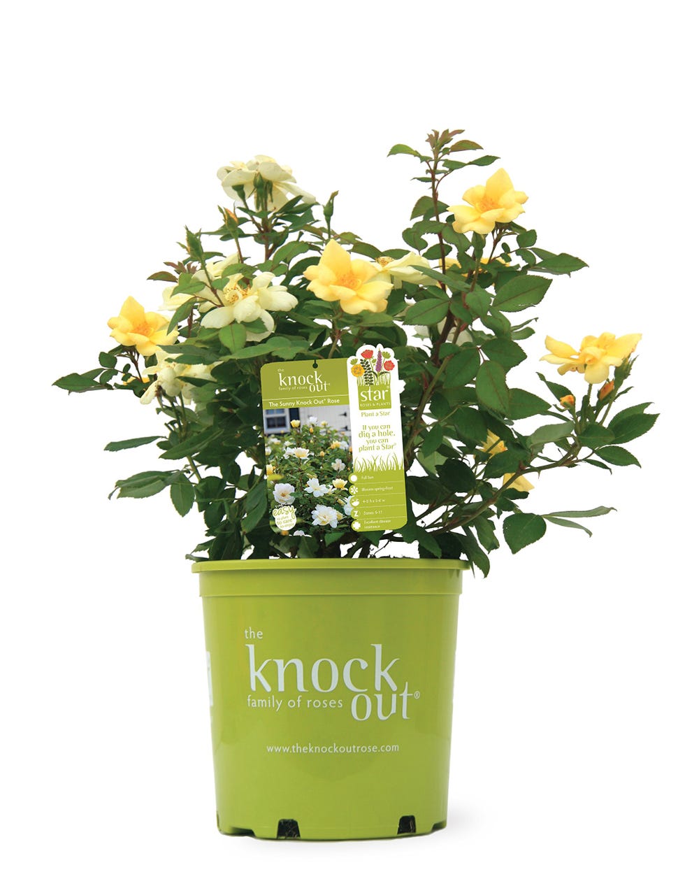 Sunny Knockout Rose