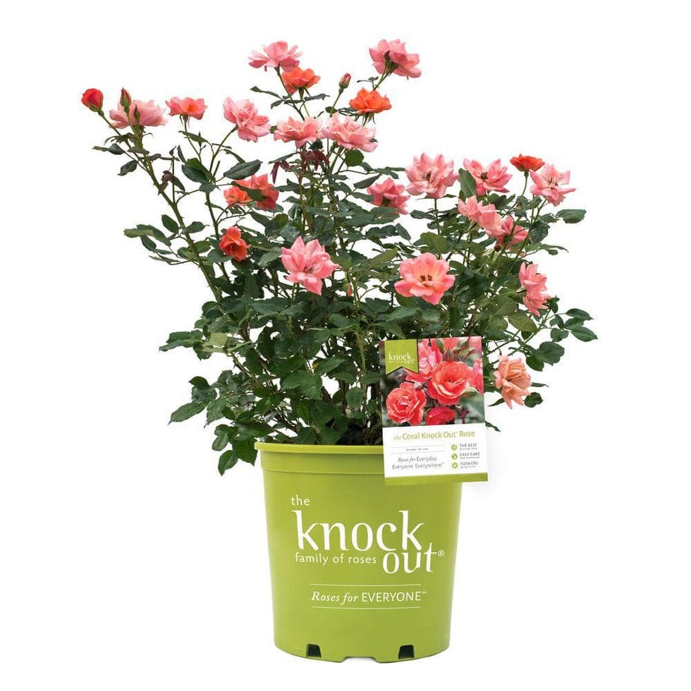 Coral Knockout Rose