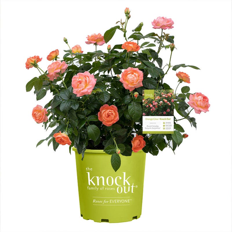 Orange Glow Fragrance Knockout Rose