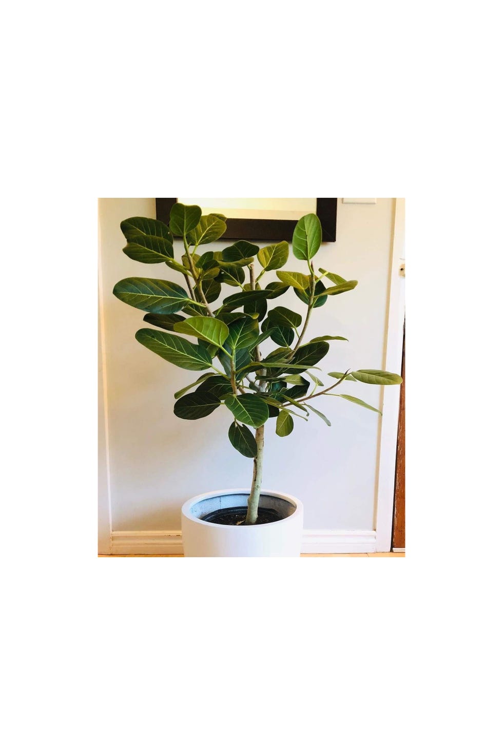 Ficus Audrey Standard
