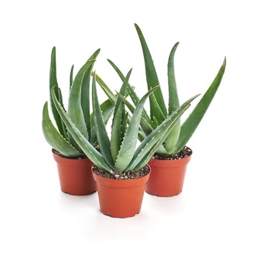 Planta de Aloe Vera