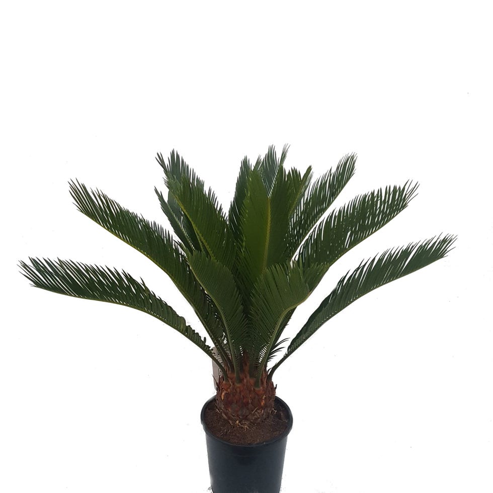 Cyca Revoluta