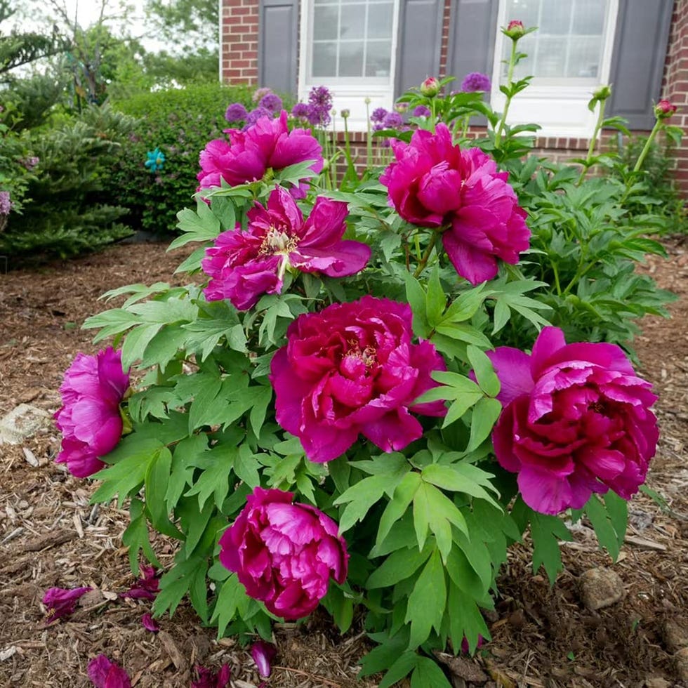 5 piezas de plantas de peonía 