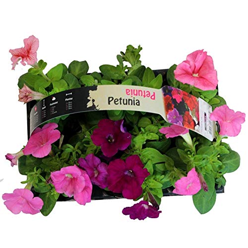 Petunias en Flor
