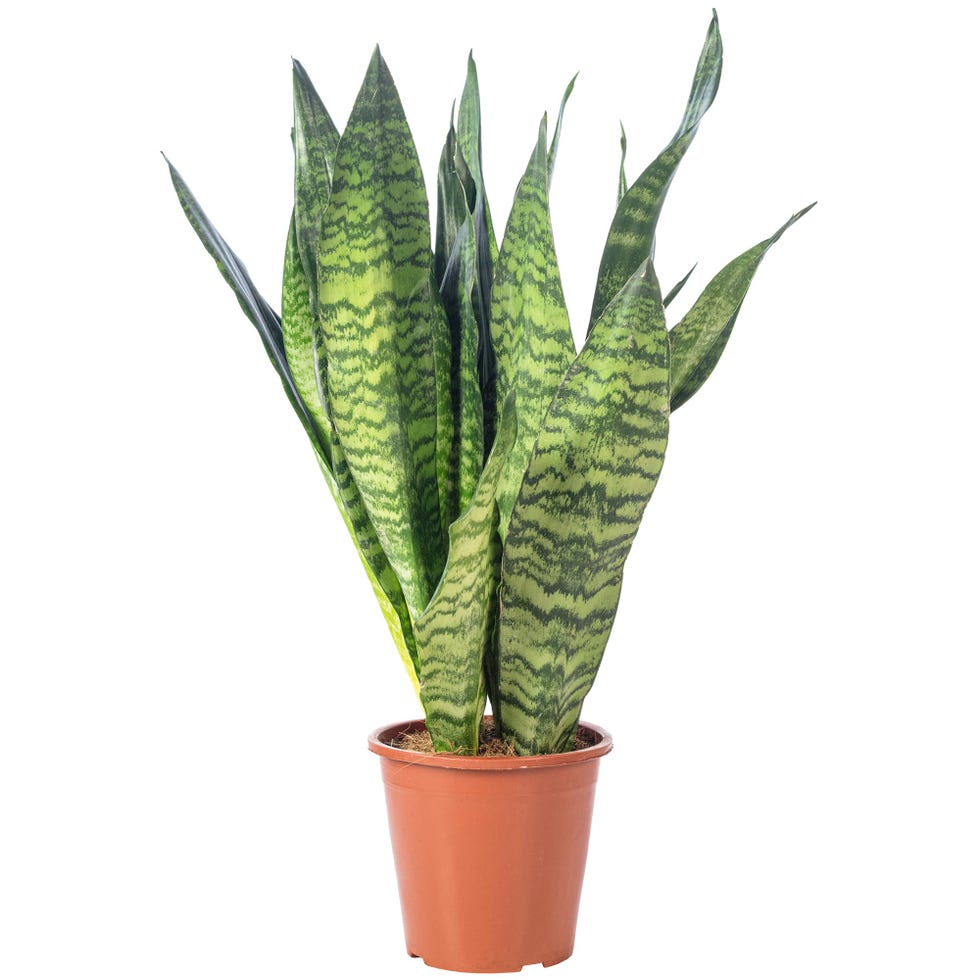 Sansevieria zeylanica