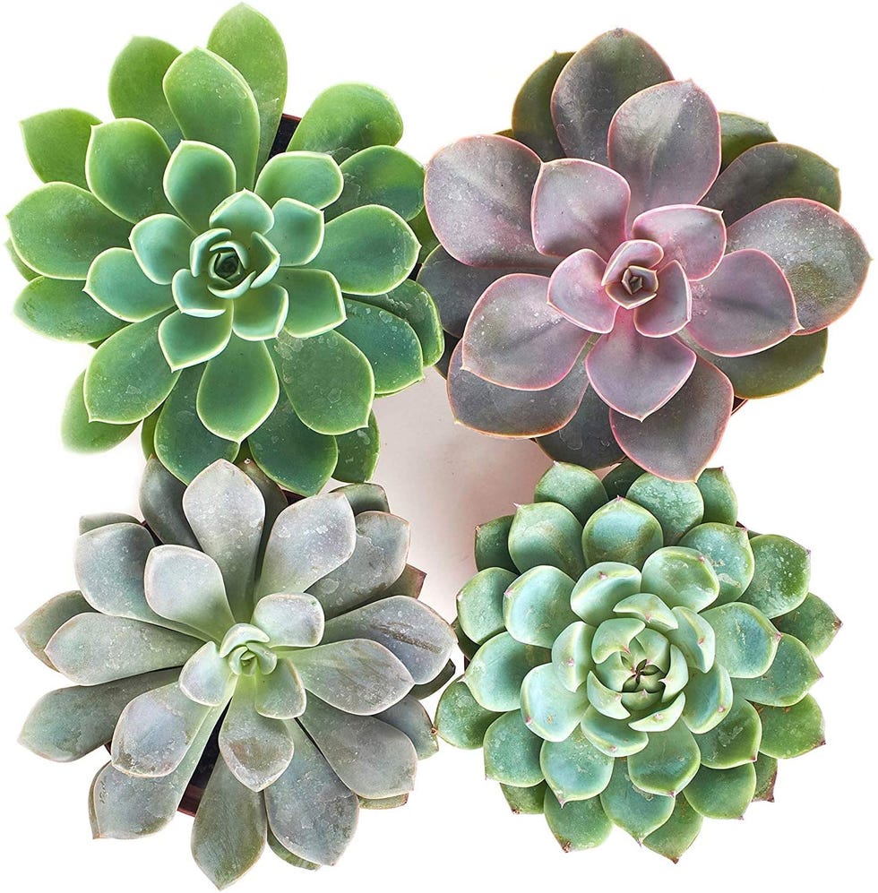 Plantas suculentas