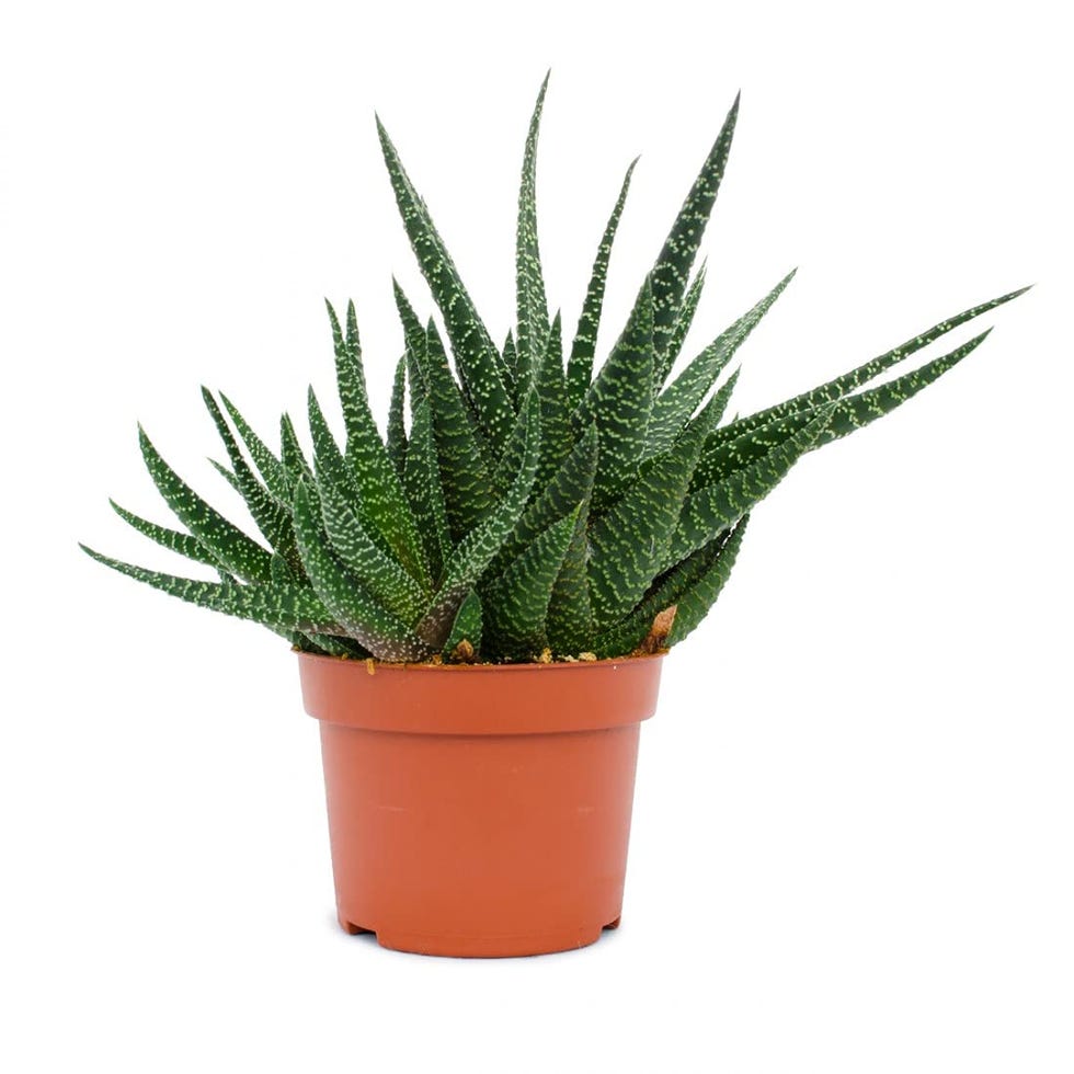Gasterhaworthia Royal Highness