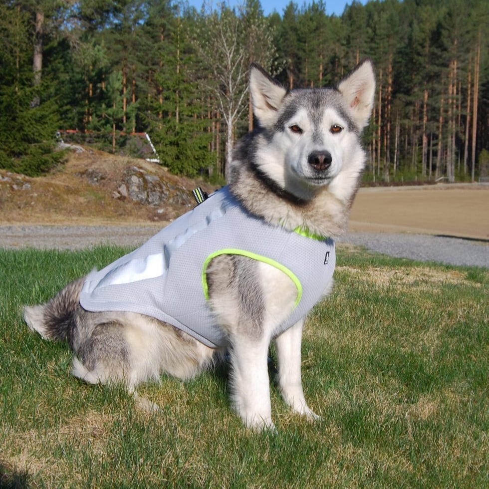 Dog Cooling Jacket
