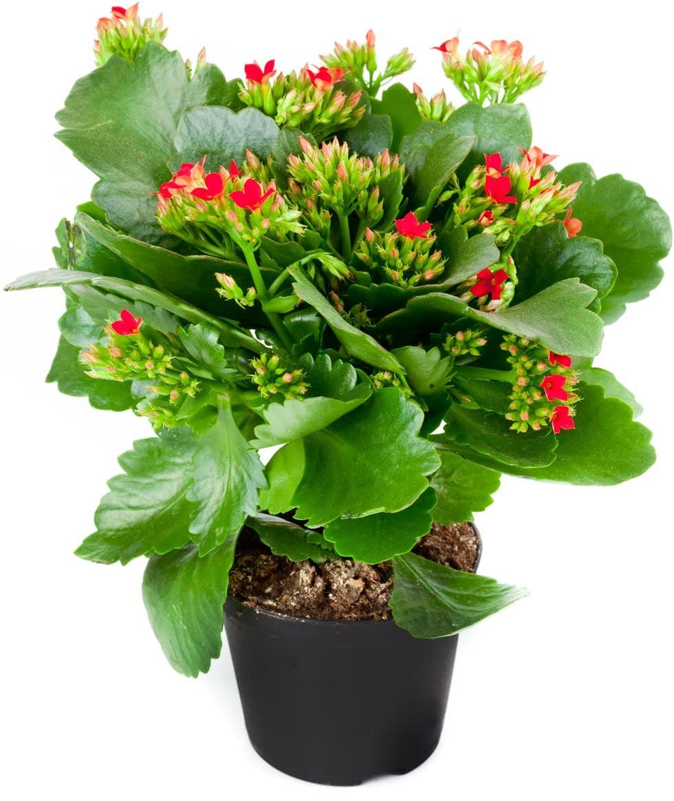 Kalanchoe natural con flores