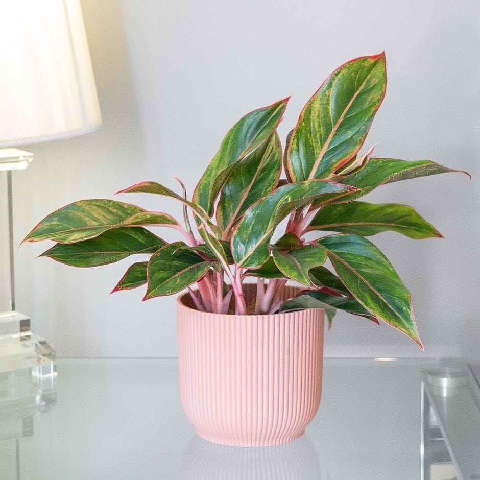 Aglaonema 