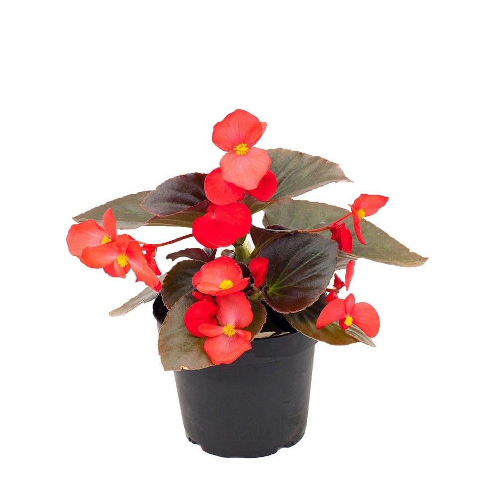 Begonia planta natural