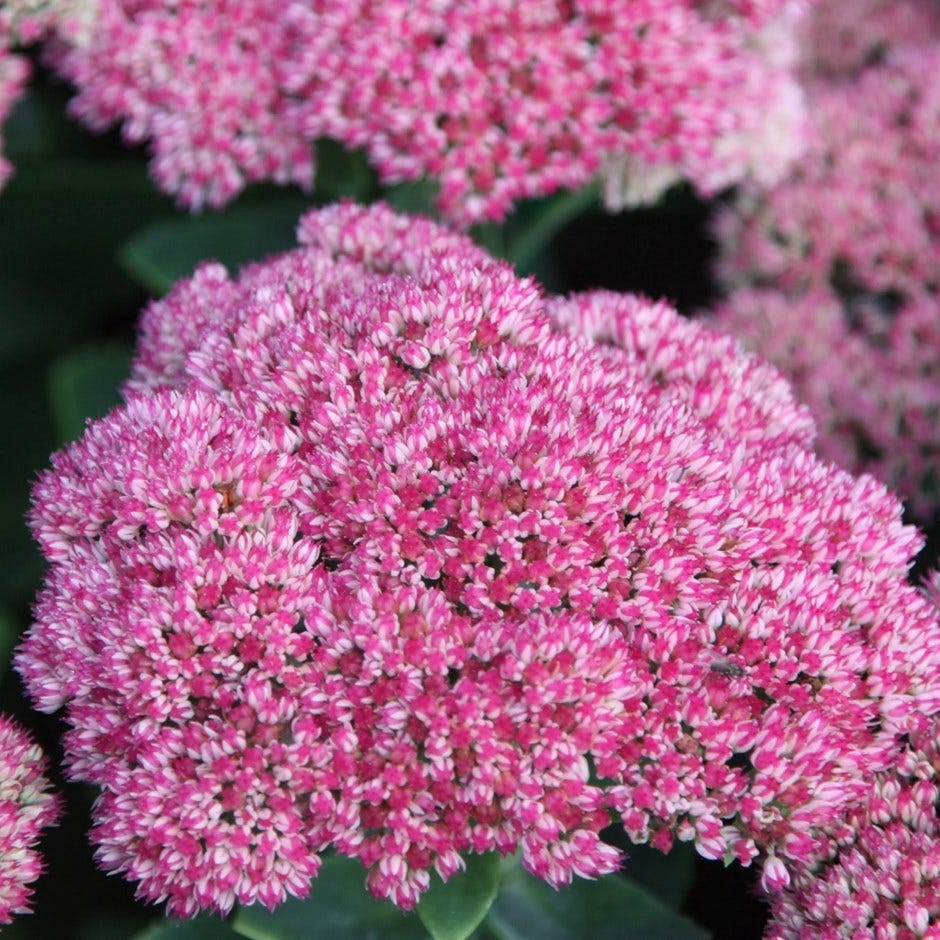 Sedum Autumn Joy | Stonecrop | Hylotelephium Herbstfreude