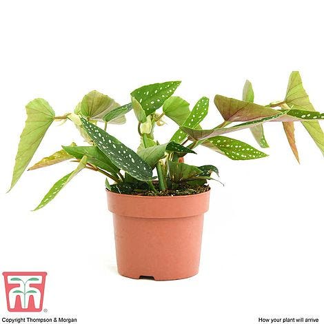 Begonia maculata