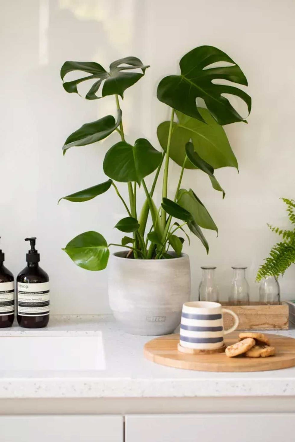 Monstera Ceramic