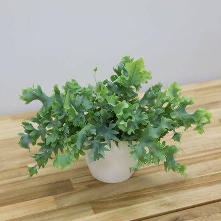 Phlebodium aureum Davana ('Raadphle01')