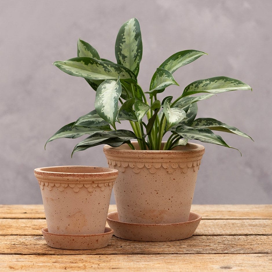 Scalloped tapered plant pot with saucer - terracotta