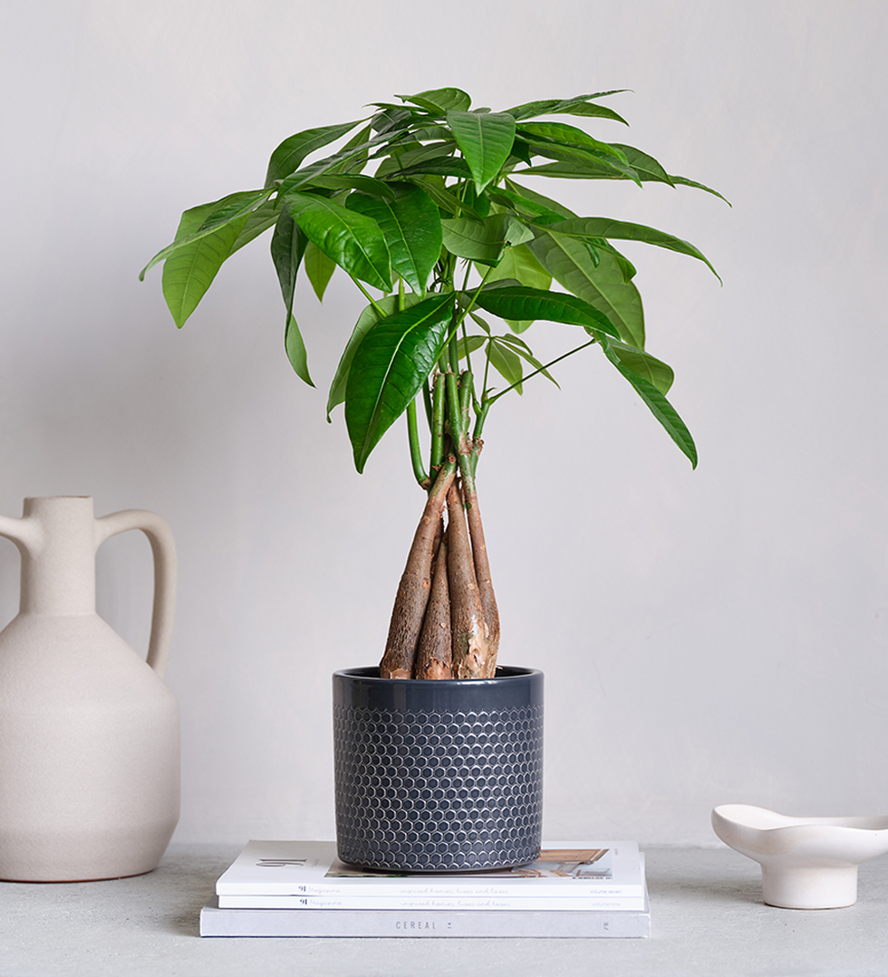 Money Tree & Pot