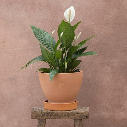 Spathiphyllum Bingo Cupido ('Spapril') (PBR)