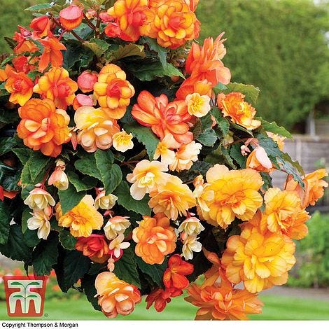 Begonia x tuberhybrida 'Apricot Shades