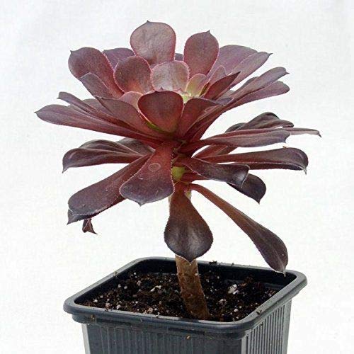 Cabeza de medusa o Aeonium Arboreum