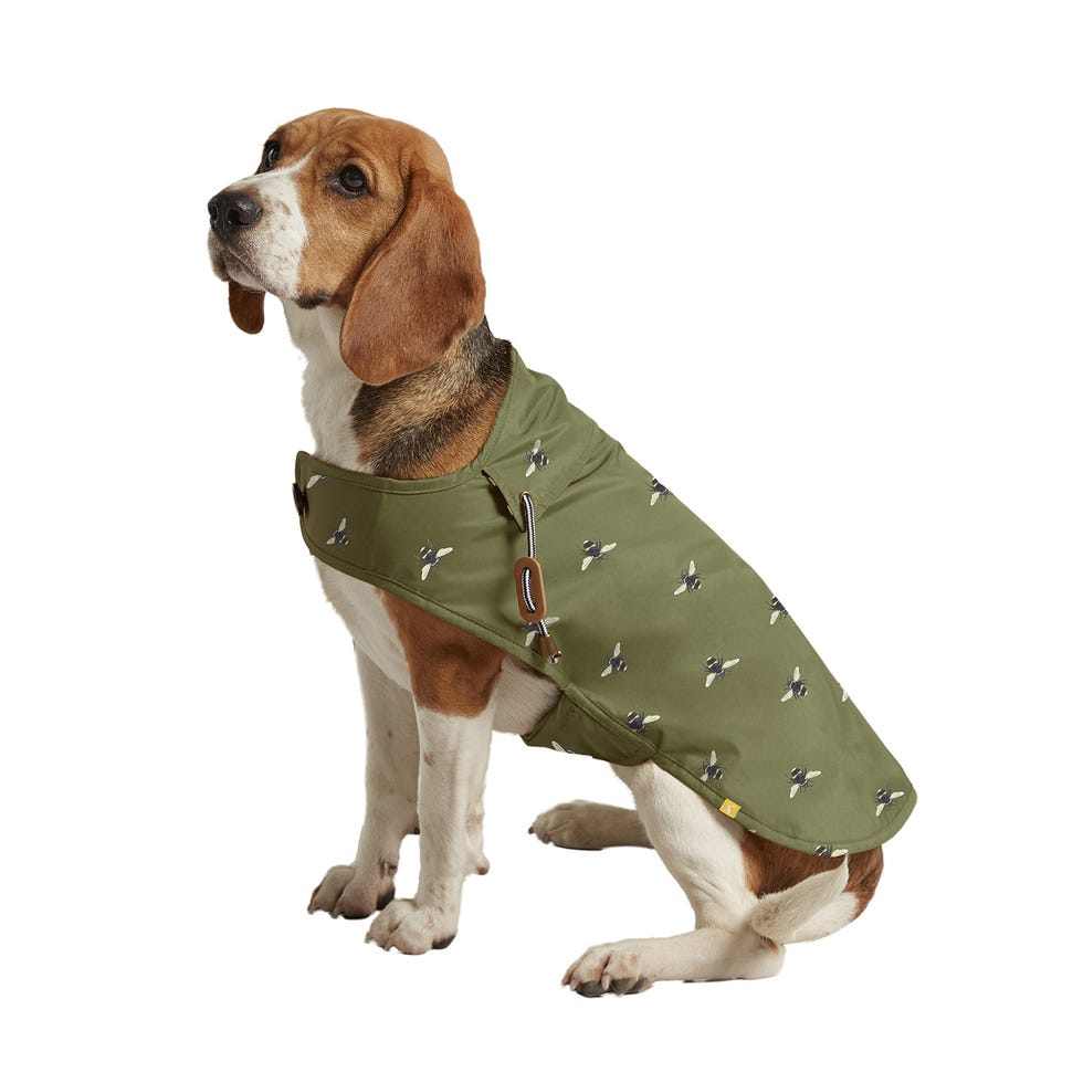 Olive Green Waxed Dog Coat