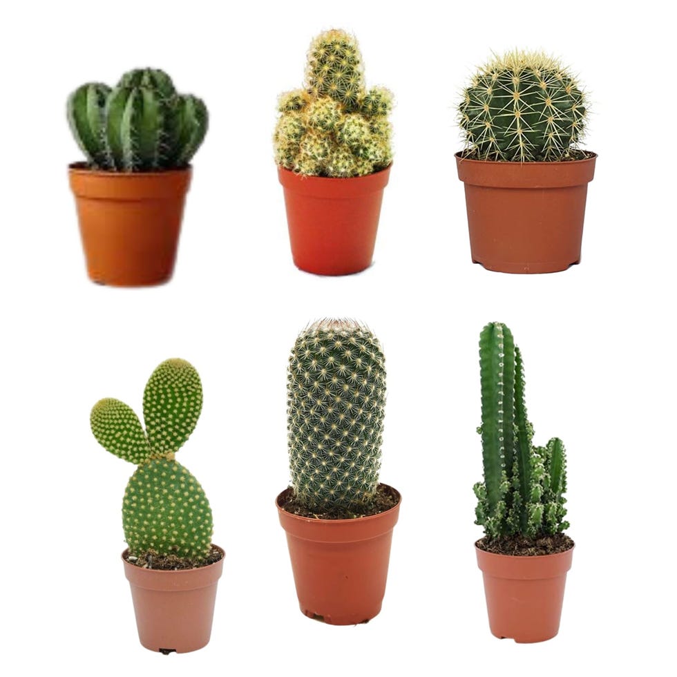 Cactus naturales
