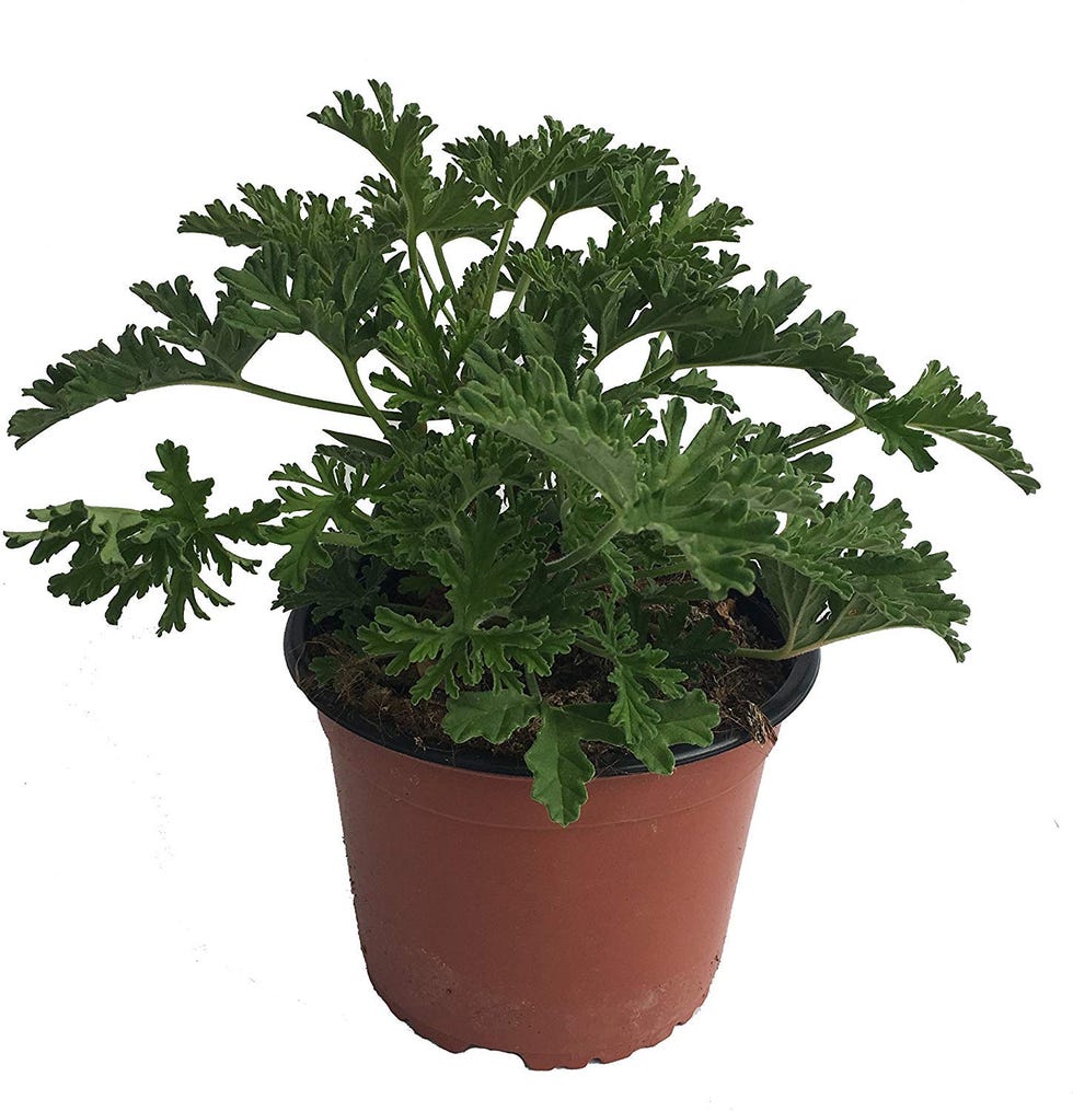 Citronella