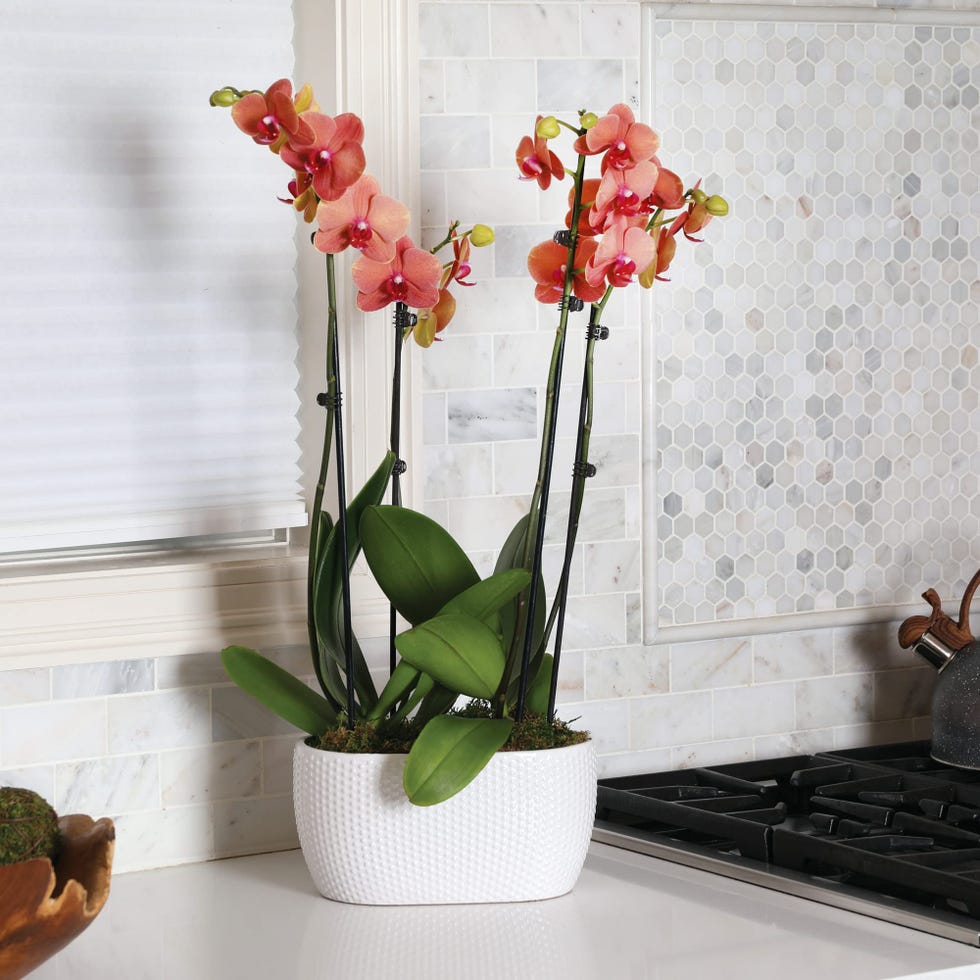 Salmon Orchid Planter 