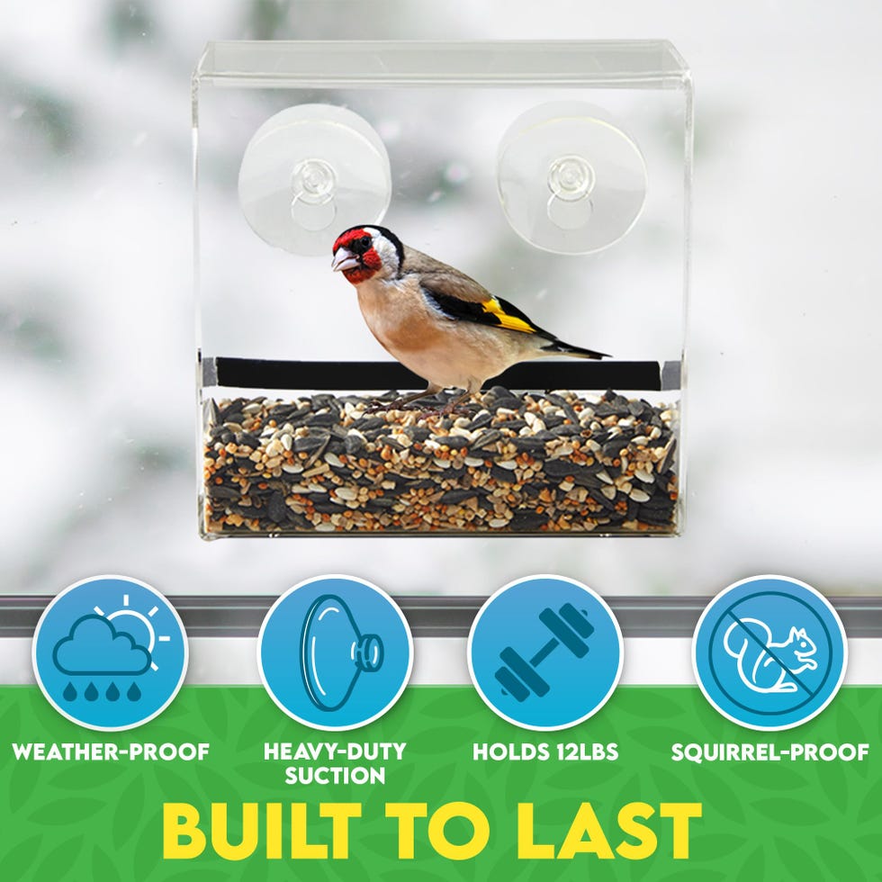 Clear Window Bird Feeder