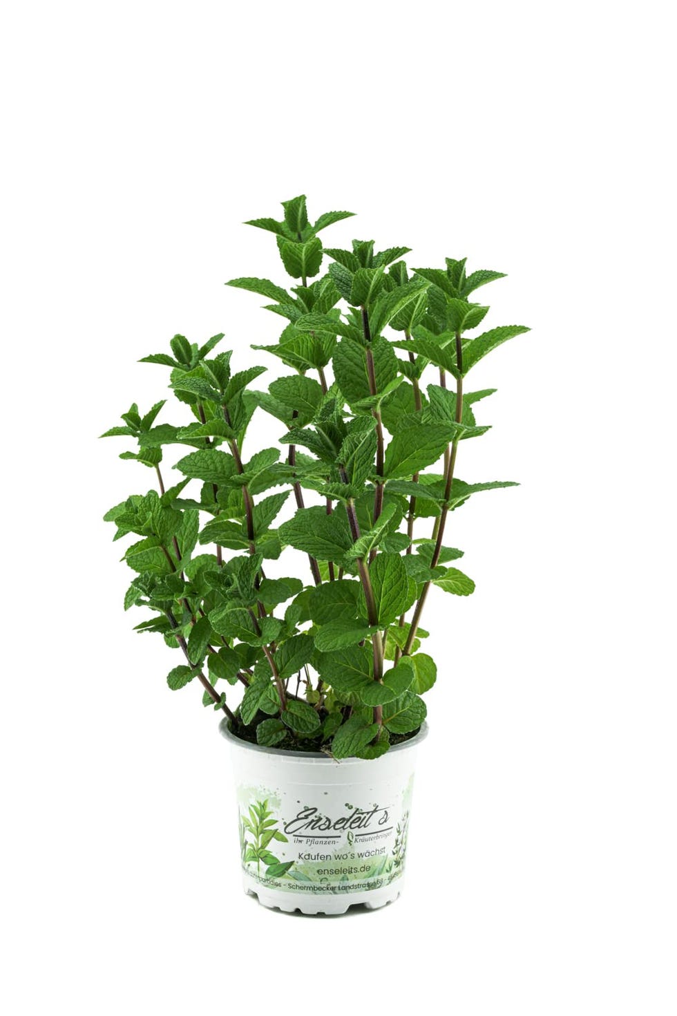 Menta española