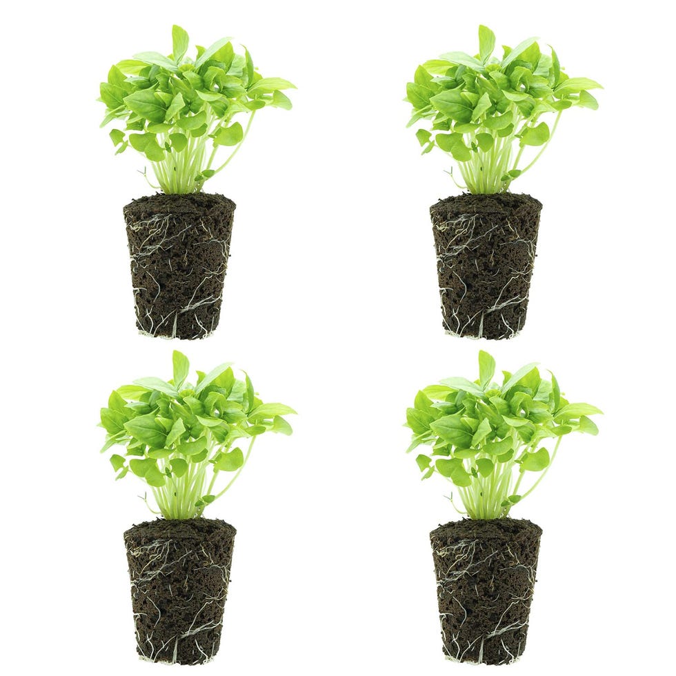 4 plantas de albahaca
