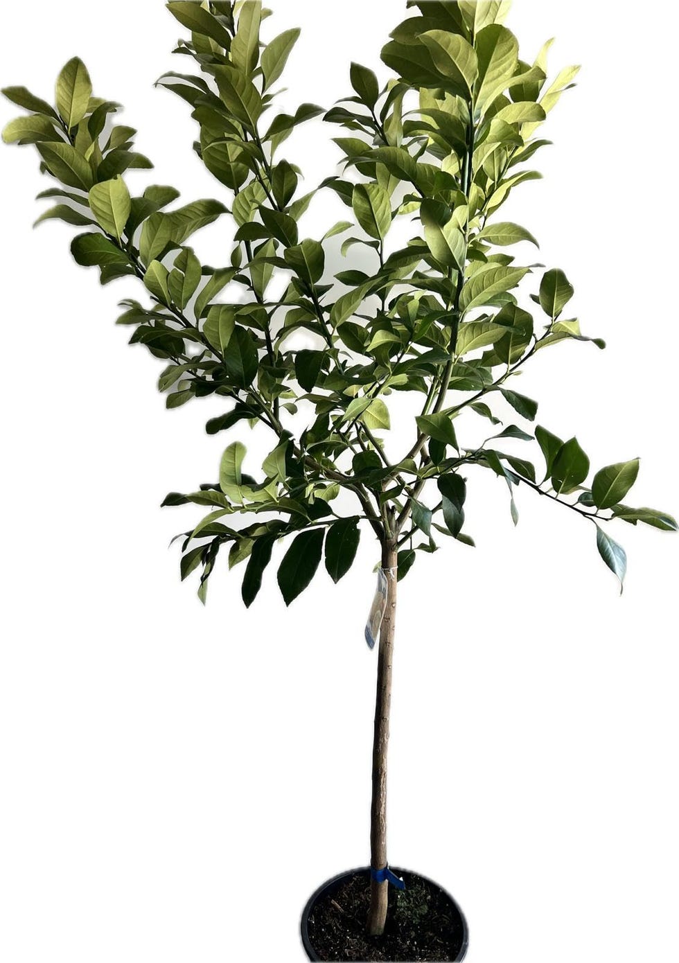Árbol limonero