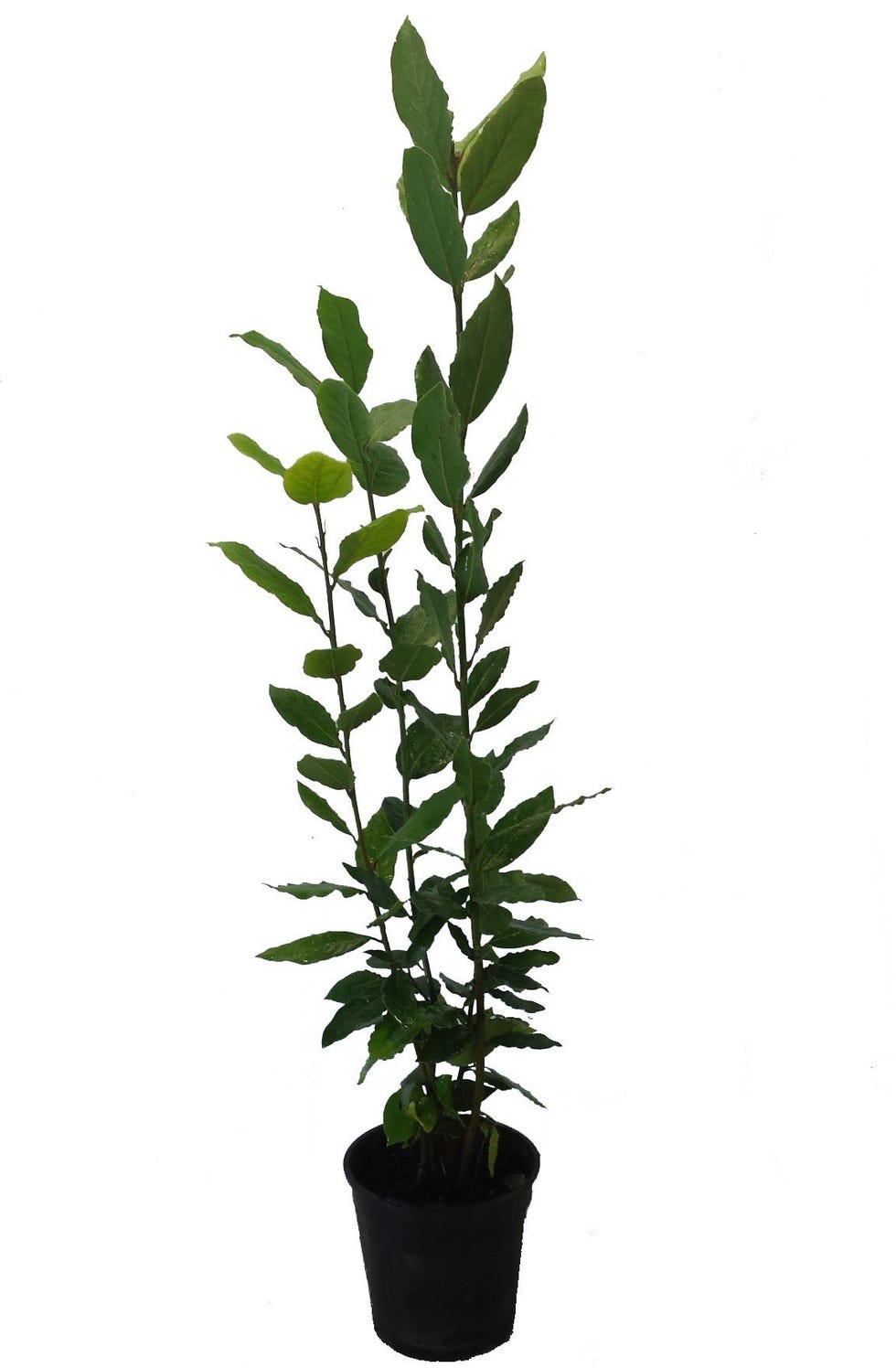 Laurel comestible