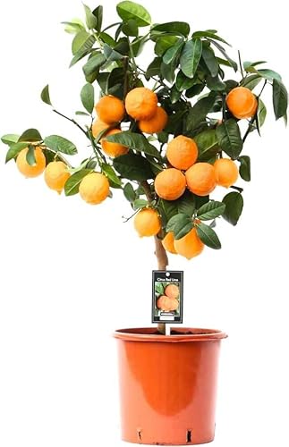 Árbol frutal naranjo