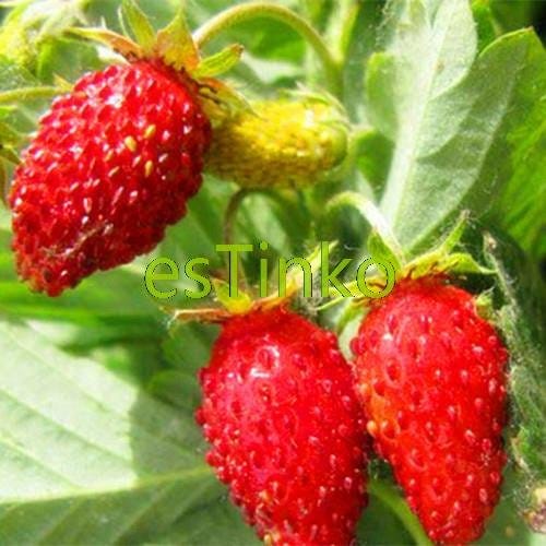 50 semillas de árbol de fresas