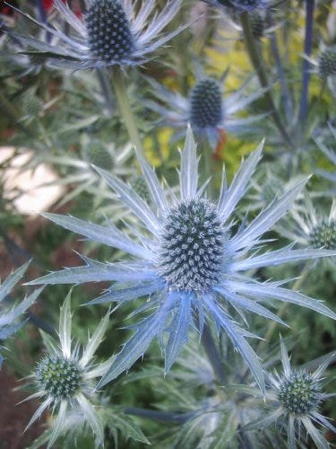 25 semillas de Eryngium