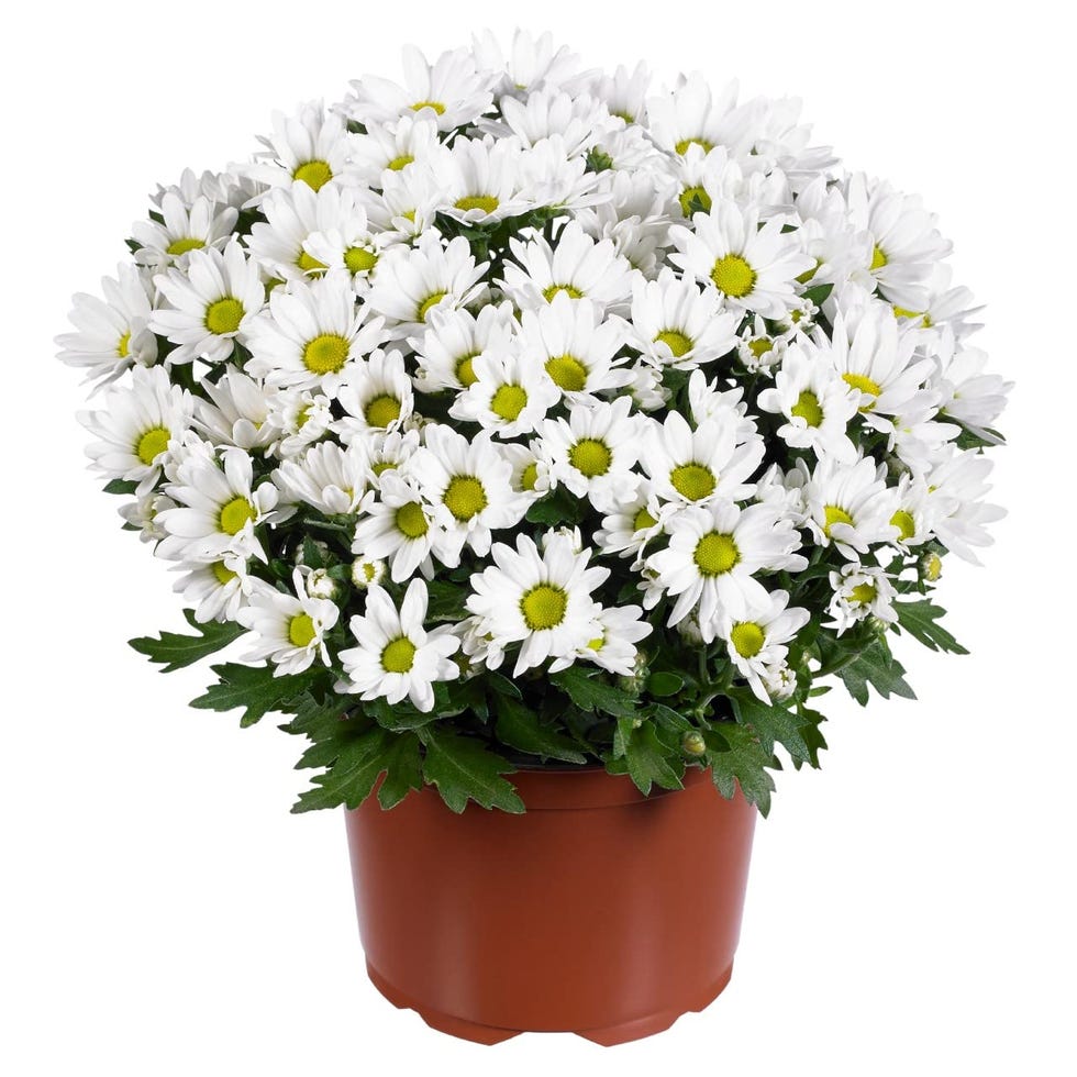 Planta margaritas