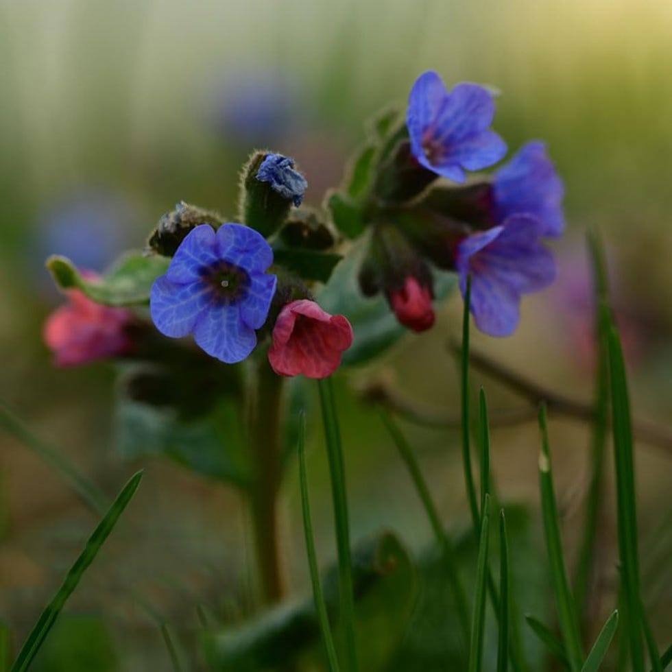 100 semillas de Pulmonaria Rubra