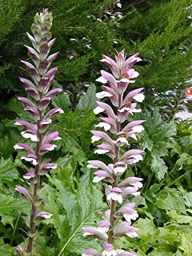 15 semillas de Acanthus Mollis