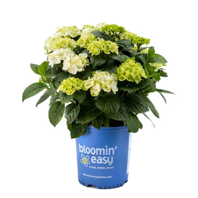 The 10 Best Compact Hydrangeas for Small Spaces