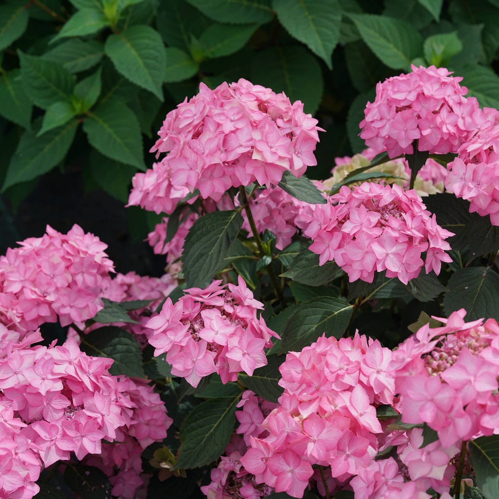 The 10 Best Compact Hydrangeas for Small Spaces