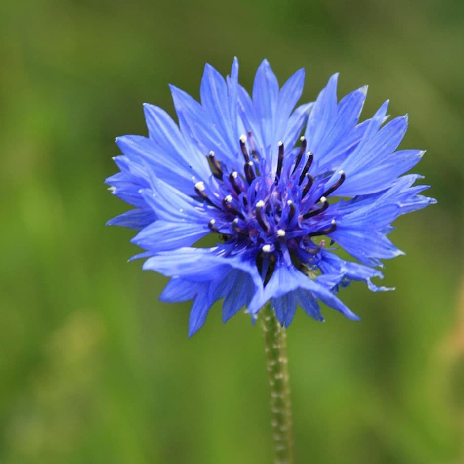 Top 10 Summer Flowers - Beautiful July Flowers