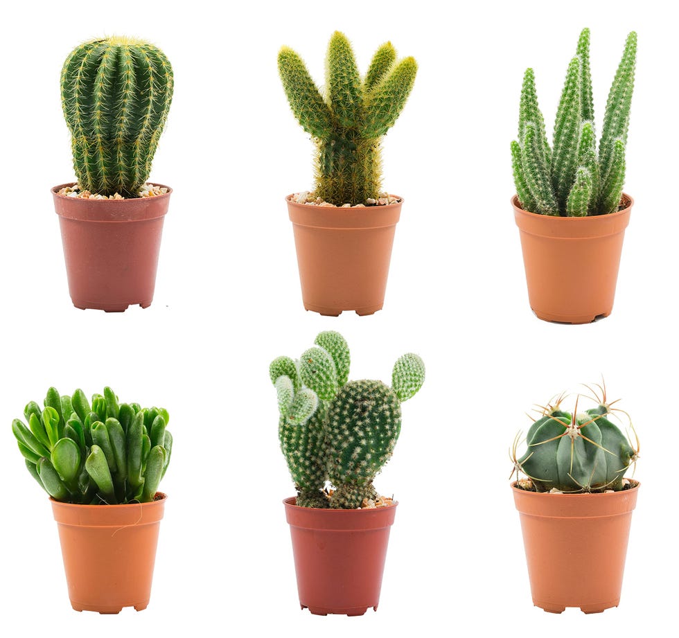Pack 6 Cactus y Crasas naturales en maceta