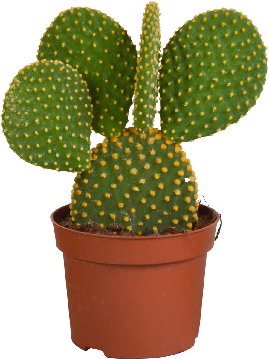 Cactus Opuntia