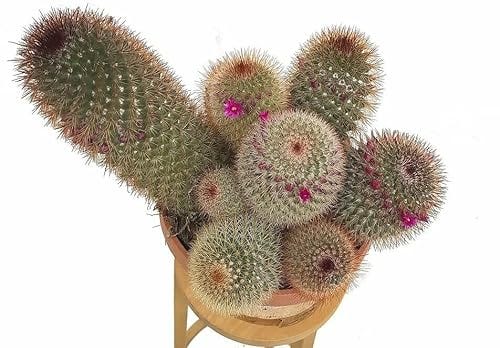 Planta natural cactus Mammillaria
