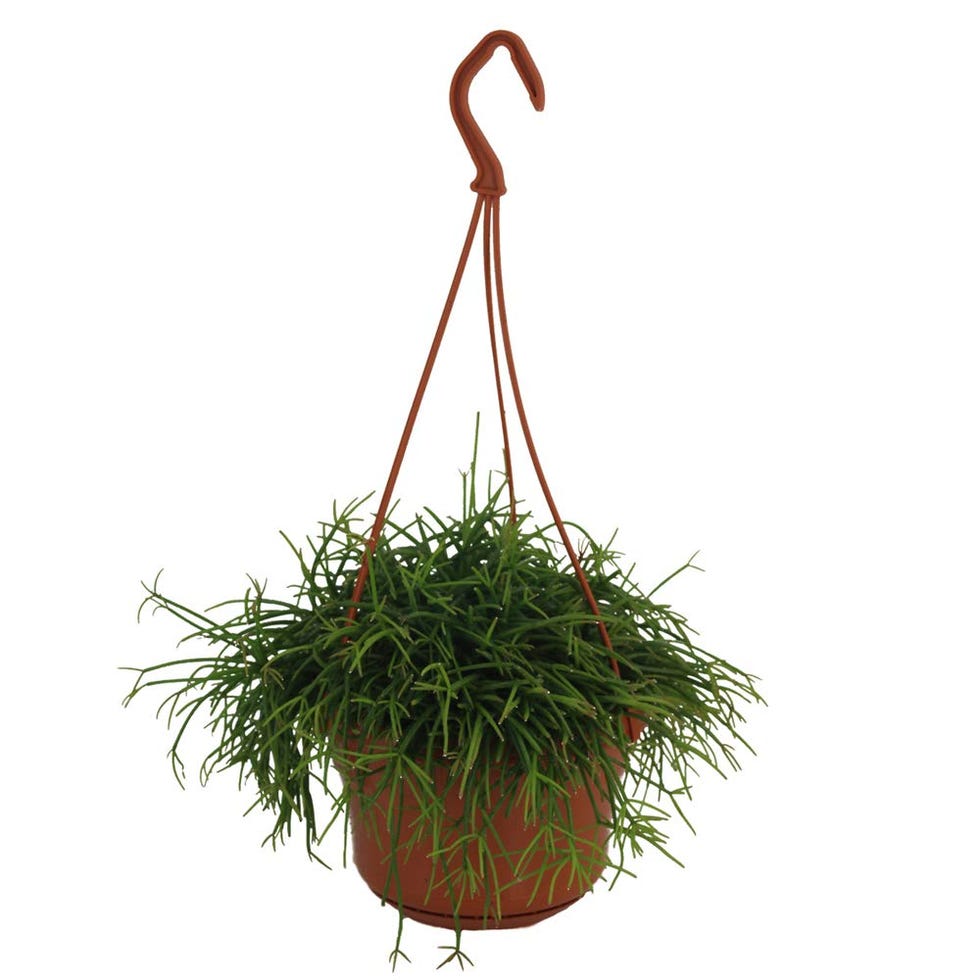 Rhipsalis cassutha
