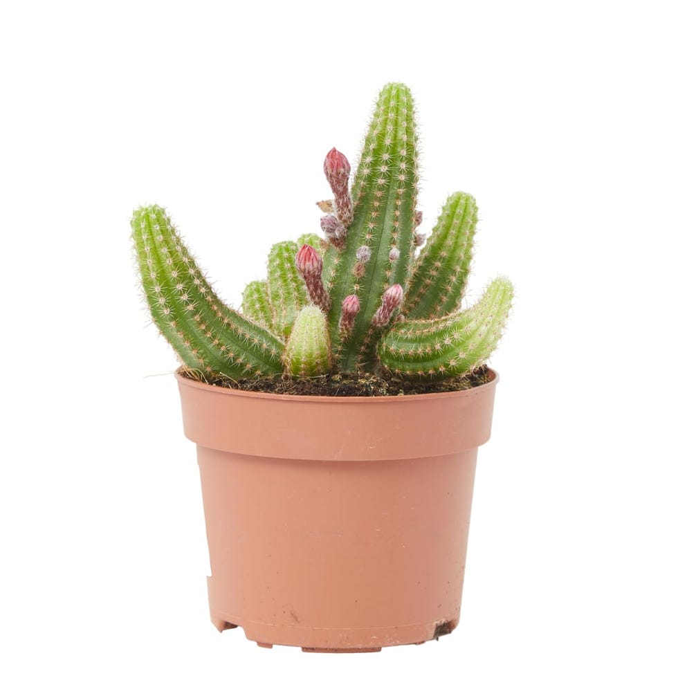  Cactus Chamaelobivia 