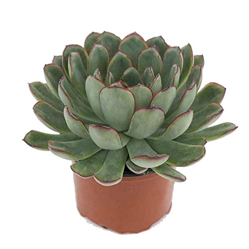 Cactus Echeveria 